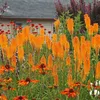 Stauden Gänge 3 x Kniphofia ‘Mango Popsicle’ - Fackellilie Produktbild-Vorschau 2