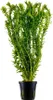 Aquariumpflanze Elodea canadensis Nr.312 Wasserpflanze Produktbild-Vorschau 1