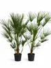 2 ks trpasličí palmy 160–200 cm – Chamaerops humilis, Náhled obrázku produktu 4