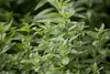 Zitronenverbene, im Topf - Aloysia triphylla Produktbild-Vorschau 4