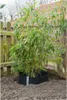 Nature Wurzelbarriere Bogen 0,7 x 3 m HDPE schwarz 6030226 Produktbild-Vorschau 2