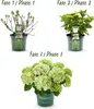 Green boutiQ - Balkonpflanze - Hortensie - Hydrangea Produktbild-Vorschau 5
