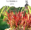Japanisches Blutgras (Imperata cylindrica) - Winterhartes Produktbild-Vorschau 4