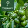 Citrus latifolia - echte Limette - veredelter Zitrusbaum im Produktbild-Vorschau 4