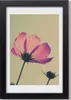 Bild 20x30 MDF-Rahmen, Wandkunst Rosa Blumen Produktbild-Vorschau 1