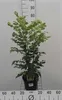 Mahonia japonica ( bealei) - Mahonia 30- 50 cm - Conteneur Voir les images du produit 2