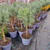 Lavandula angustifolia Hochstamm Lavendel winterhart 60-80 Produktbild-Vorschau 5