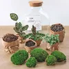 Diy Terrarium - Fat Joe - ↕ 30 Cm Produktbild-Vorschau 4