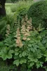 Rodgersia aesculifolia, Schaublatt, ca. 11x11 cm Topf Produktbild-Vorschau 1