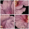 Bild auf Leinwand - Leinwandbild - 3 Teile - Hibiskus Blume Produktbild-Vorschau 8