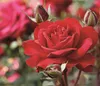 Dehner Rose Edelrose Störtebeker®, Züchter Tantau, rote Produktbild-Vorschau 1