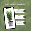 Plants by Frank | Grüne Spindelstrauch Hecke | Euonymus Produktbild-Vorschau 5