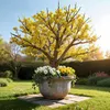 Green boutiQ - Plante de jardin - Cornus mas - Fleurs Voir les images du produit 5