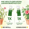 Green Guardia Florfliegenlarven gegen Blattläuse und Produktbild-Vorschau 3