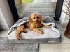 DOTTY Kuschelhöhle Kuscheliges Hundebett Hundenest Produktbild-Vorschau 4