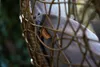 Hängesessel Kissen, Polster für Polyrattan / Rattan Produktbild-Vorschau 11