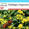 SAFLAX Dárková sada - Skutečný zlatobýl - Solidago Náhled obrázku produktu 5