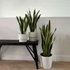 Langue de belle-mère - Sansevieria trifasciata Laurentii - Voir les images du produit 6