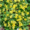 Plants by Frank | 48 Dreiblatt Golderdbeere Pflanzen | Produktbild-Vorschau 3