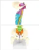 Flexibles menschliches Wirbelsäulenmodell mit Spinalnerven, Produktbild-Vorschau 4