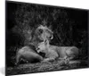 MuchoWow® Gerahmtes Poster Löwen - Schwarz - Wilde Tiere Produktbild-Vorschau 1