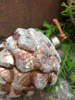 Christbaumkugel Zapfen Mikana 10 cm, hellbraun Produktbild-Vorschau 3