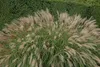Stauden Gänge 3 x Miscanthus sinensis 'Adagio' im 1 Liter Produktbild-Vorschau 7