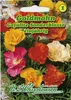 Goldmohn Gefüllte Sonderklasse | Mohnsamen von N.L. Produktbild-Vorschau 3