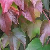 2 x Samopnoucí liána 'Veitchii' - Parthenocissus Náhled obrázku produktu 1
