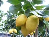Grünwaren: echter Zitronenbaum 50 - 70 cm Zitrone Citrus Produktbild-Vorschau 2