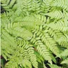 Planten van Frank | 48 Gewone varenplanten | Dryopteris Productafbeelding-voorbeeld 3