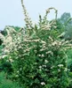 Pyracantha 'Red Column', Feuerdorn, leuchtend rot, 80–100 Produktbild-Vorschau 2