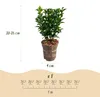 GreenboutiQ - Heckenpflanzen - Euonymus japonica Green Produktbild-Vorschau 3