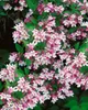 Kolkwitzia amabilis, Kolkwitzie, rosa Blüten, 60–100 cm Produktbild-Vorschau 9