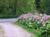 Stauden Gänge 1 x Bergenia cordifolia ‚Winterglut‘ - Produktbild-Vorschau 7