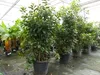 Erdbeerbaum | 170 - 190 cm | Arbutus unedo | veredelt |  | Produktbild-Vorschau 5
