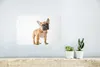 MuchoWow® Poster Französische Bulldogge - Braun - Weiß Produktbild-Vorschau 5