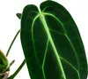 Dehner Herzblattblume, Anthurium warocqueanum, Produktbild-Vorschau 2