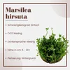 Aquarium Pflanze Marsilea hirsuta Tropica Nr.010 TC in Produktbild-Vorschau 2