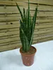 [Palmenlager] Sansevieria "zeylanica" 70/80 cm - Pot 21 cm Produktbild-Vorschau 1