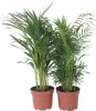Zimmerpalmen-Mix - 2 Stk - Chamaedorea, Dypsis - Höhe Produktbild-Vorschau 1