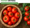 Stabtomaten Tamina Samen - Solanum lycopersicum Produktbild-Vorschau 8