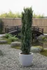 Säulenilex 160–170 cm – Ilex crenata Fastigiata - Produktbild-Vorschau 2