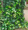Efeu 50-60 cm, Cont. 2 l, Pflanze mit Rankhilfen Produktbild-Vorschau 1