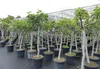 Feigenbaum 180 cm Stammumfang 14 - 20 cm, winterhart, Produktbild-Vorschau 6