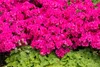 Rhododendron obtusum 'Melina', rosa Blüten, 15–20 cm Produktbild-Vorschau 8