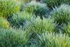 A close-up view of clumps of green grass covered in dew or frost. Produktbild-Vorschau