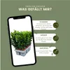 Plants by Frank | 6 Grüne Spindelstrauch Pflanzen | Produktbild-Vorschau 5