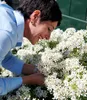 A woman is tending to a bush of white flowers. Produktbild-Vorschau
