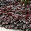 Bloomique - 6er-Set - Heuchera Micrantha Palace Purple - Produktbild-Vorschau 4